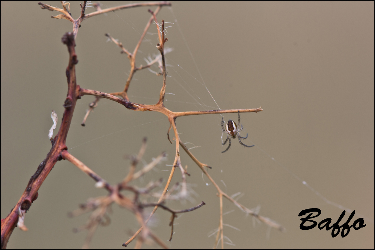 Mangora acalypha - Basovizza (TS)